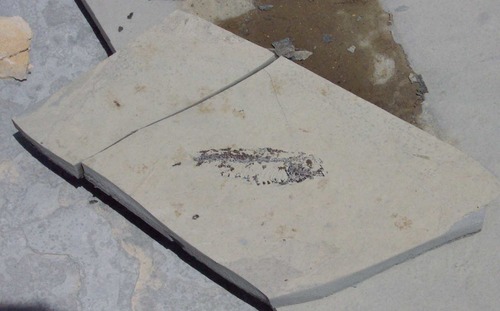 a fish fossil embedded in a flat slab of stone.