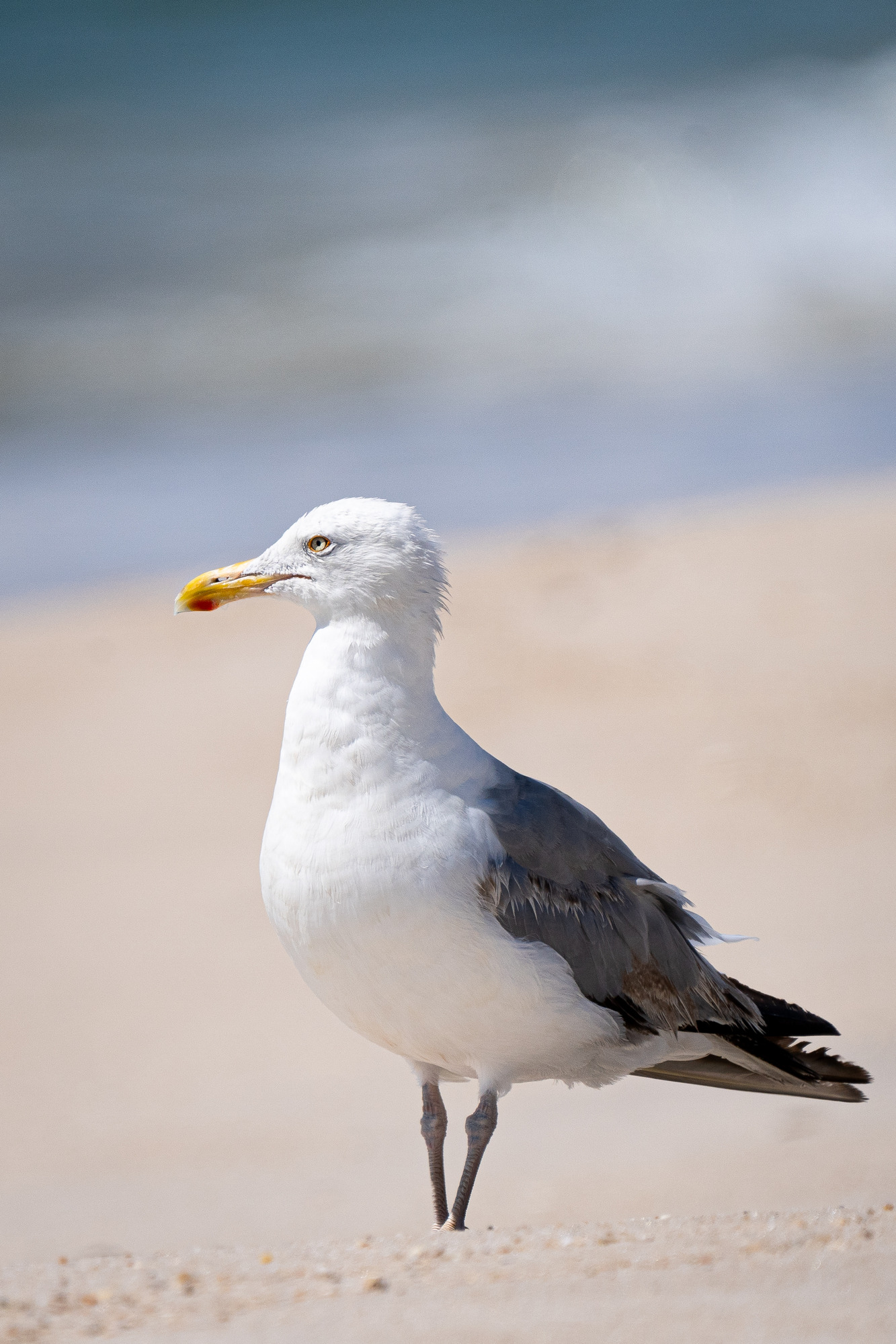A portrait of a gray and white gull with a yellow bill with a red mark on a sandy beach and out-of-focus water in the background.