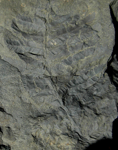 an impression of a fern in rock. 
