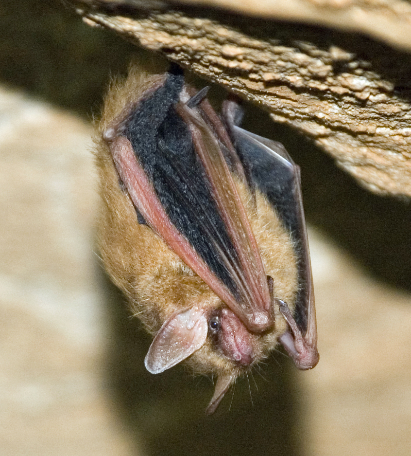 Cave Biology 