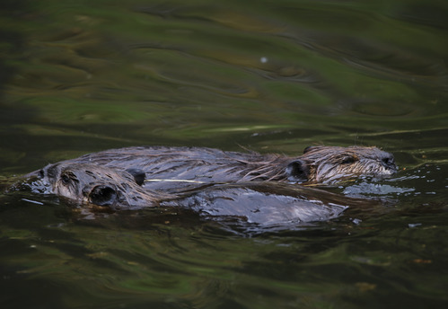 two beavers in a lake