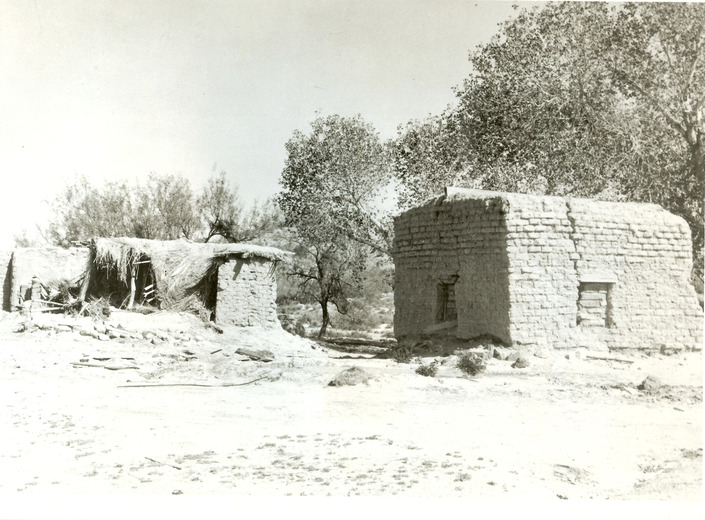Adobe homes decomposing at Quitobaquito Springs. The structure on the left is crumbling, with its exposed cactus ribs, thatched roof, and wooden beams showing. Tall cottonwood trees throw shade over the buildings.
