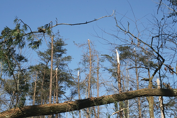 Stands of pines, planted by the Civilian Conservation Corps in the 1930s, suffered tree top damage, and many were uprooted.