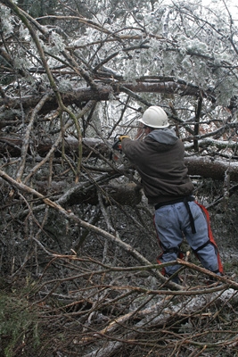 A sawyer works to clear extensive tree damage blocking Green River Ferry Road North in Mammoth Cave National Park after the ice storm.