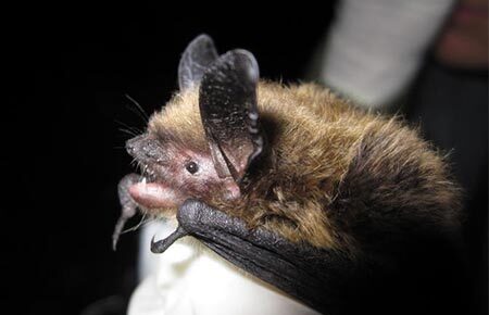 A Western long-eared bat with brown-blonde fur and large oval-shaped ears is held by a gloved hand.