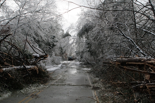 Trees and limbs felled by heavy loads of ice and snow block Green River Ferry Road North on the north side of Mammoth Cave National Park.