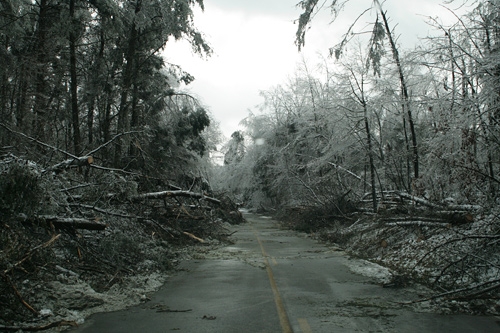 Trees and limbs felled by heavy loads of ice and snow block Green River Ferry Road North on the north side of Mammoth Cave National Park.