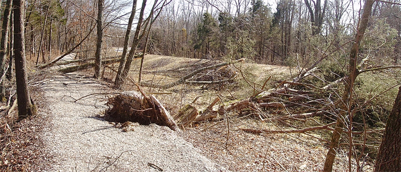 Ice storm damage to the Mammoth Cave Railroad Bike & Hike Trail. Here, a fallen cedar has ripped out a section of the trail bed. Taken between Locust Grove and Sloan's Crossing trailheads.