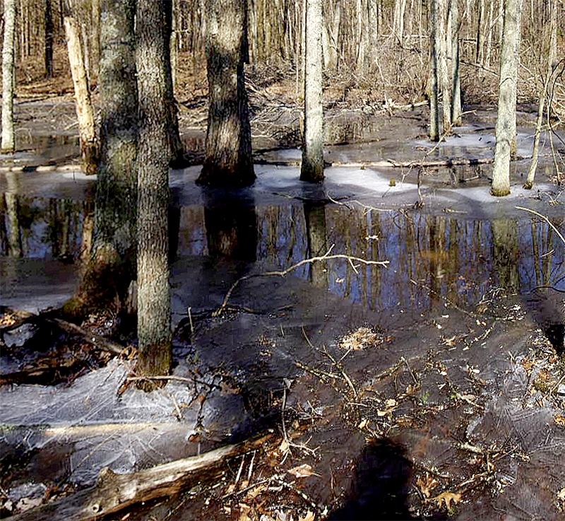 An icy slough along the Mammoth Cave Railroad Bike & Hike Trail. Although the temperature had risen to 55°F, ice from the January 2009 ice storm lingers here. Taken between the Locust Grove and Sloan's Crossing trailheads.