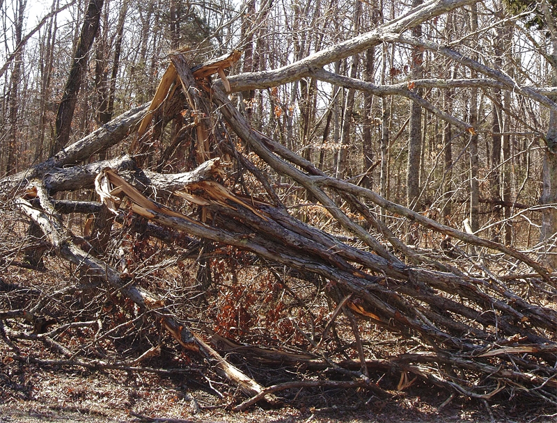 A tree mangled and twisted by the severe ice storm of January 2009. Taken along the Mammoth Cave Parkway between the Locust Grove and Sloan's Crossing trailheads.
