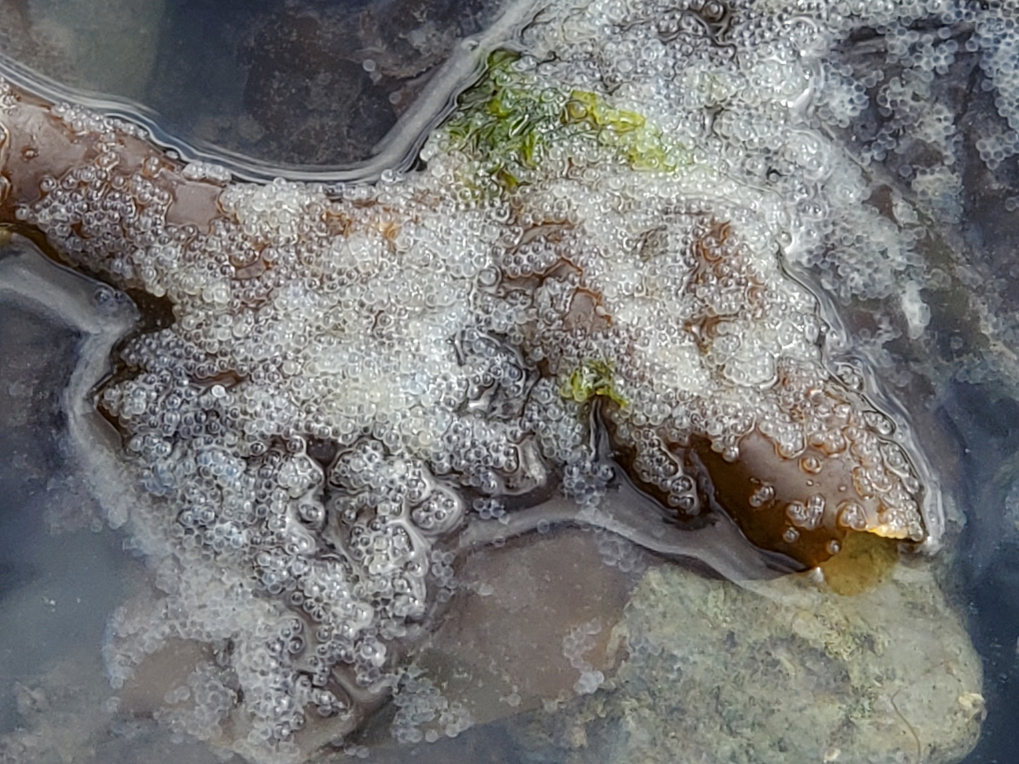 A mass of Herring eggs on kelp.