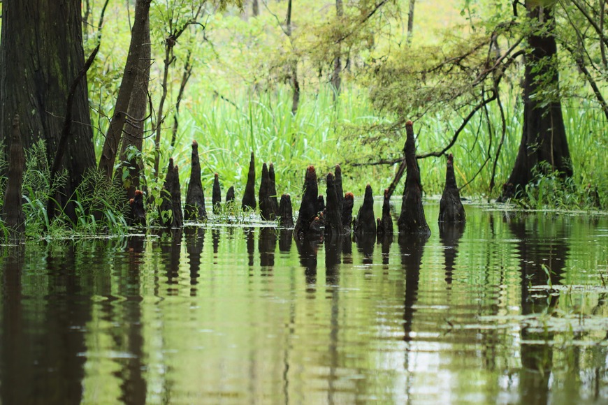 silhouettes of many bald cypress knees and their reflections in the ripples of a shallow creek along tall grasses.