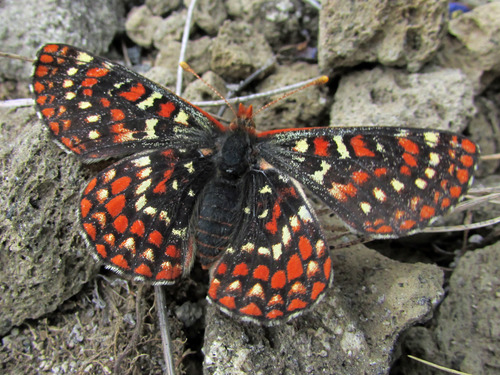 黒蝶　Butterfly Difence-ST 黒蝶 Butterfly Difence-ST Parides erlaces xanthias M A1 Peru