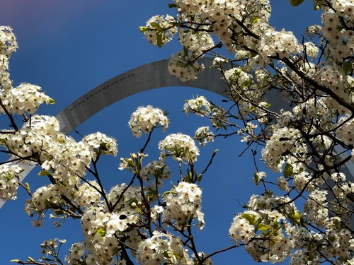 A bright blue sky is the backdrop for the top of the Gateway Arch. The Arch is framed in the foreground by a cluster of white dogwood blooms.