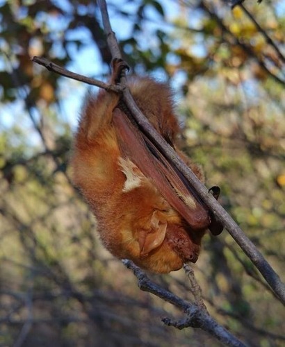 An Eastern red bat with red fur hangs upside down from a tree branch.