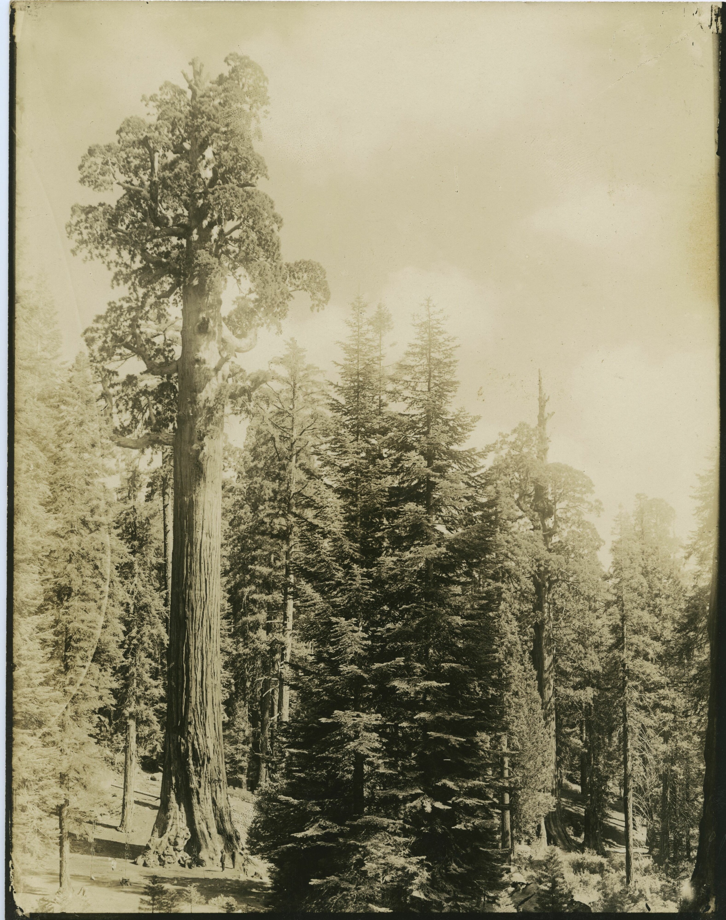 SEKI Roberts Collection Series: 3 Prints; 2 Medium; 13 Sequoias