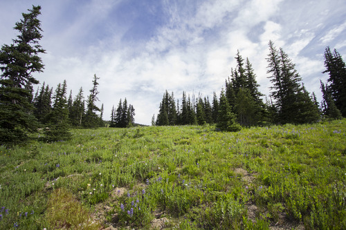 Photo Gallery (U.S. National Park Service)