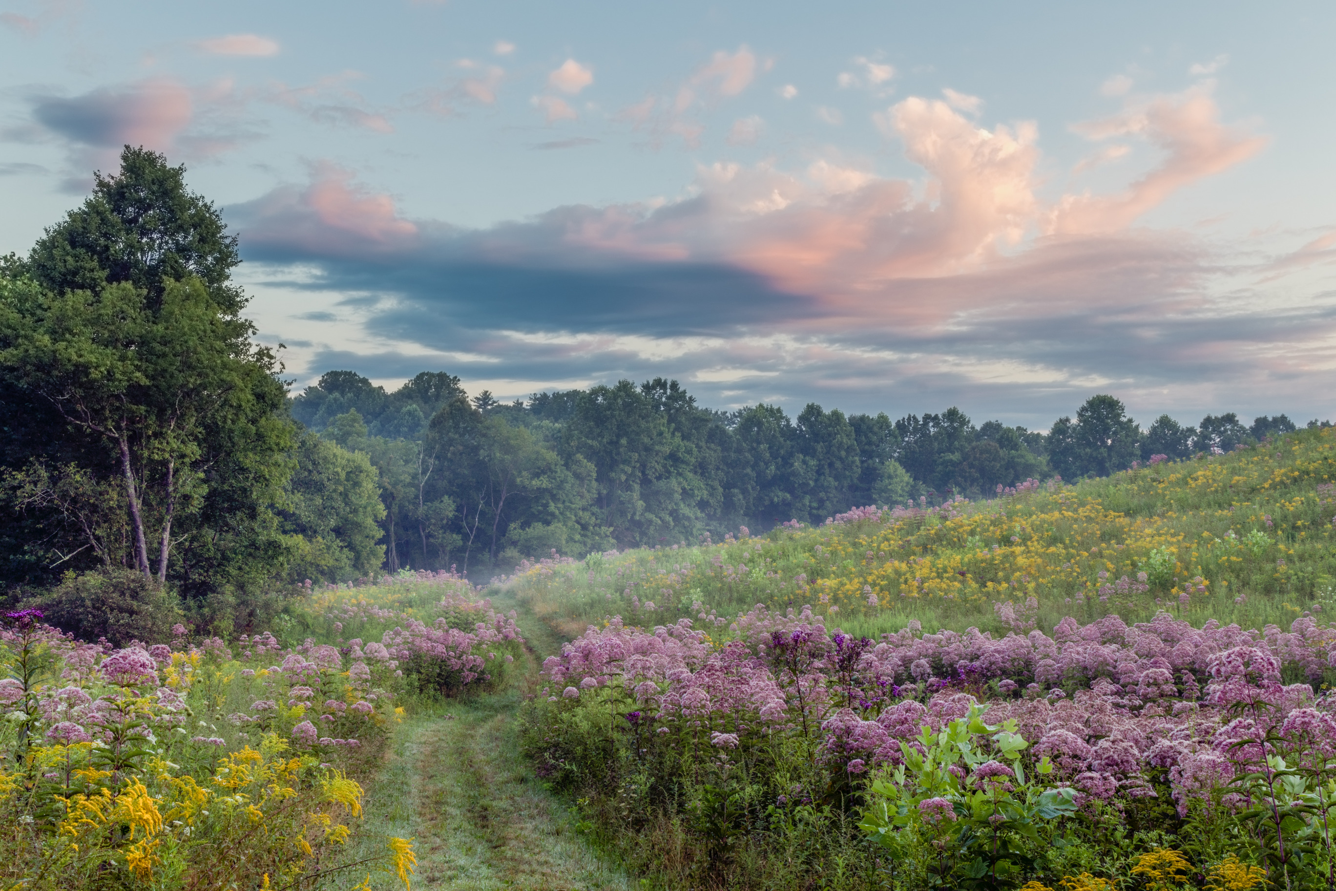 Wildflowers - Cuyahoga Valley National Park (U.S. National Park