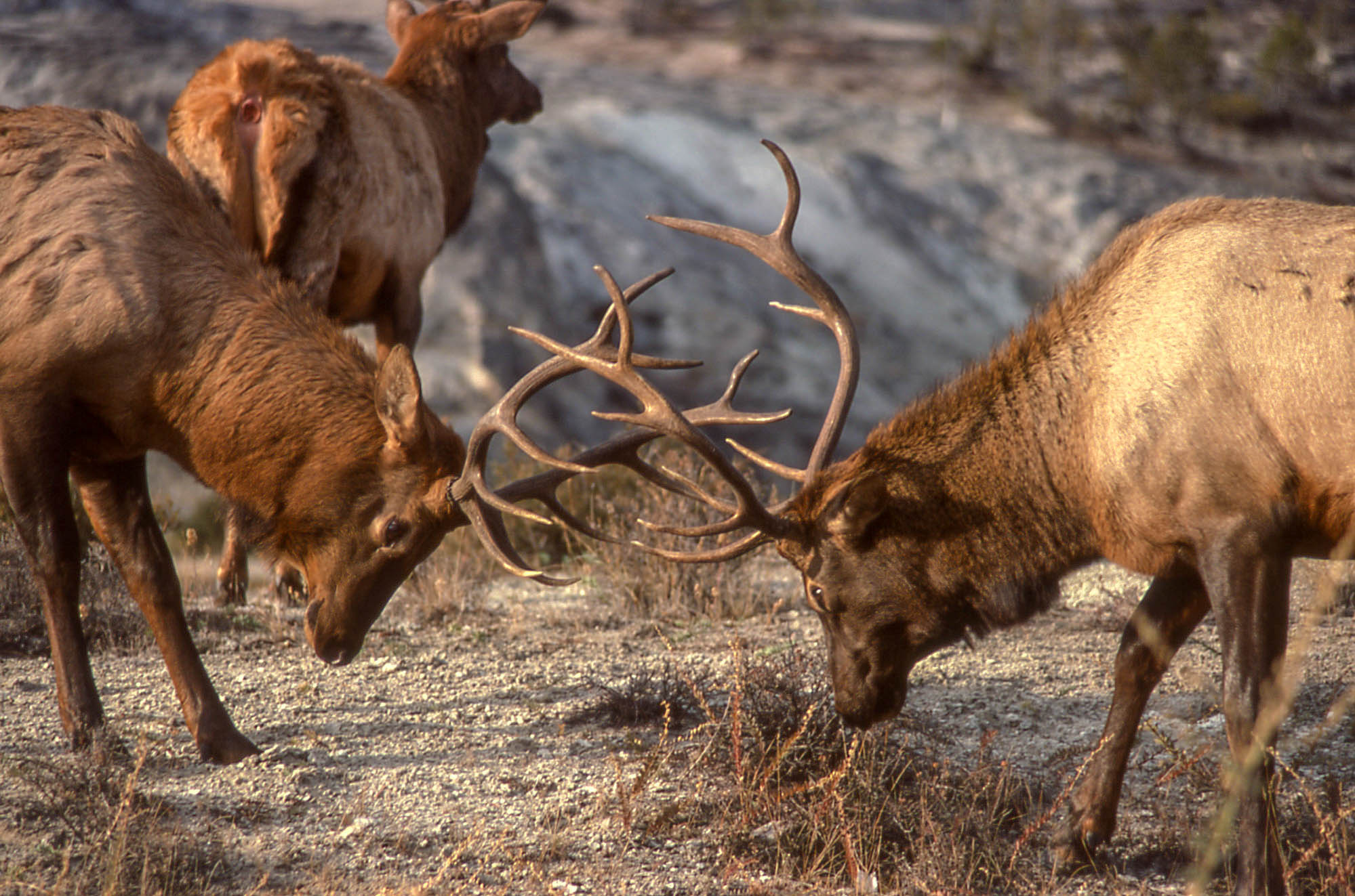 BurnStencil® - Antlers (Elk)