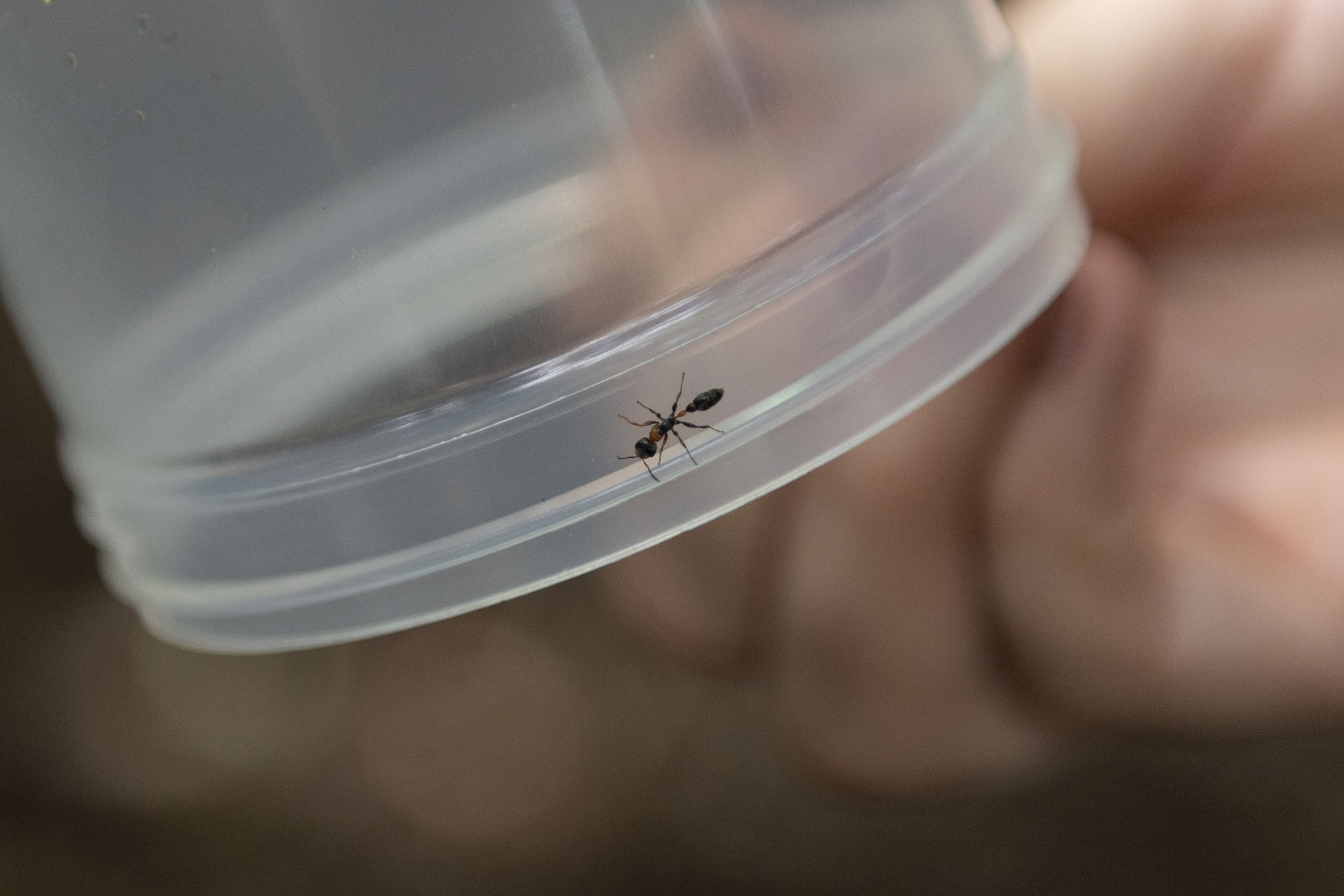 Discover Urban Insects!