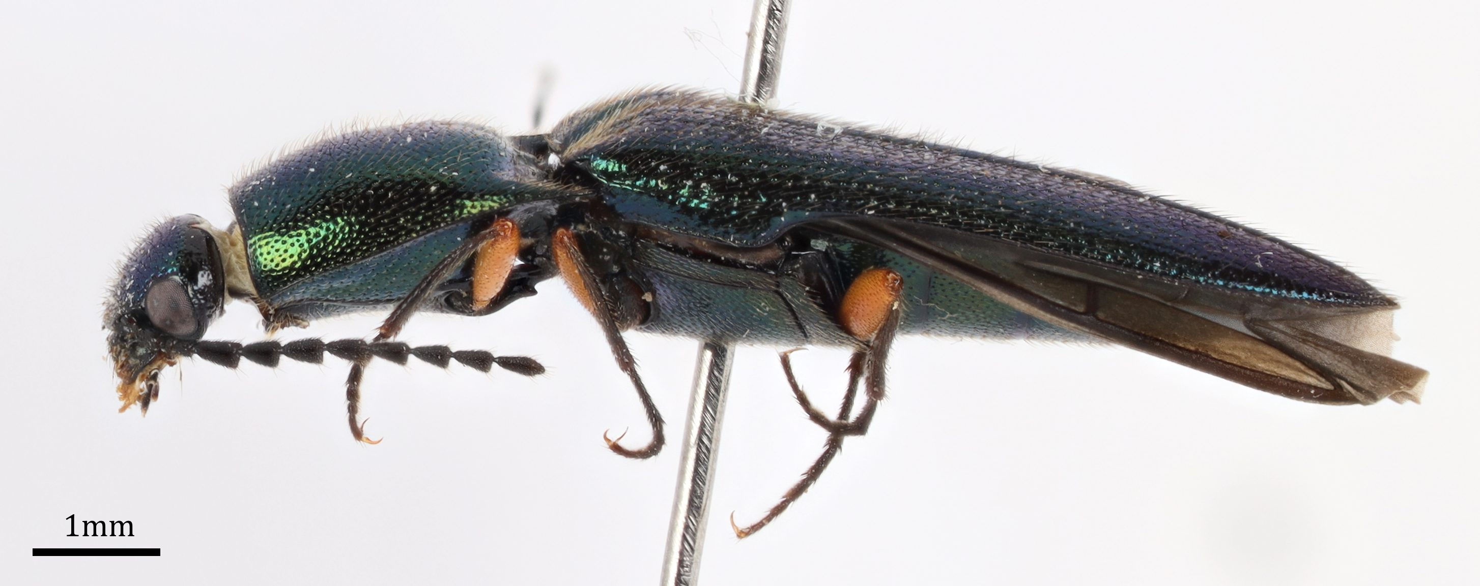 Click Beetles (Family Elateridae) · iNaturalist, image size:2908x1153