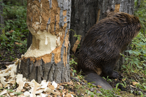 a beaver chews on a tree, next to another tree which shows signs of being chewed on