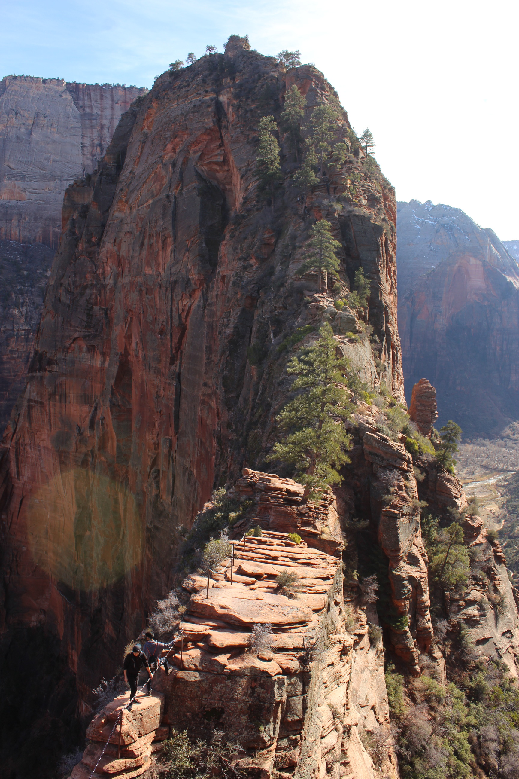 are dogs allowed in angels park zion national park