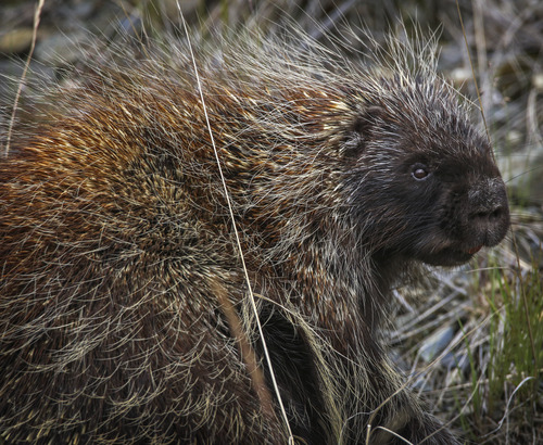 a porcupine sitting in a forest