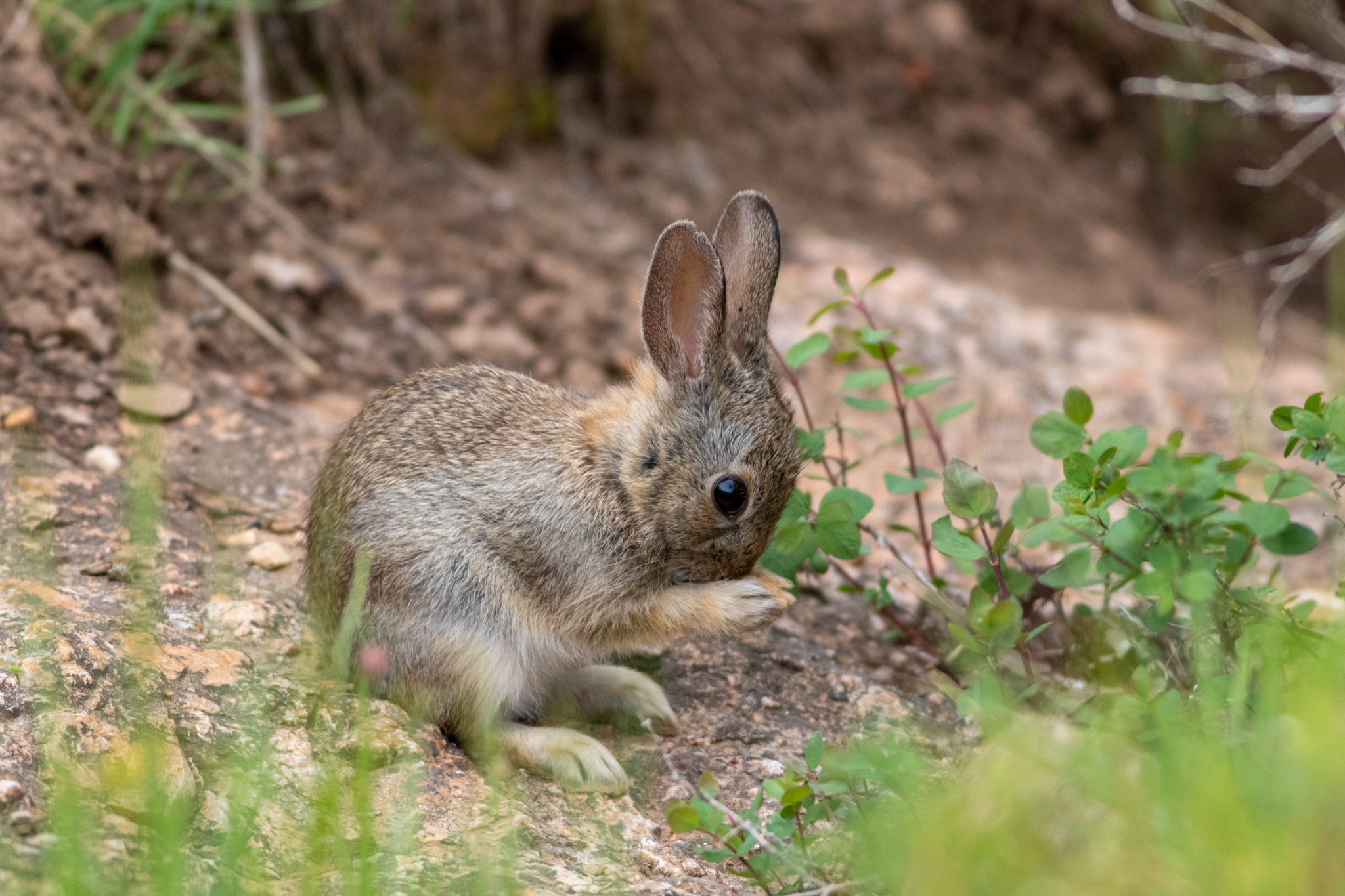Mountain cottontail rabbit rubbing face with its paws