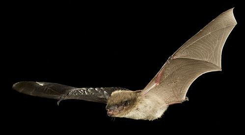 An evening bat with wings outstretched flies at night.