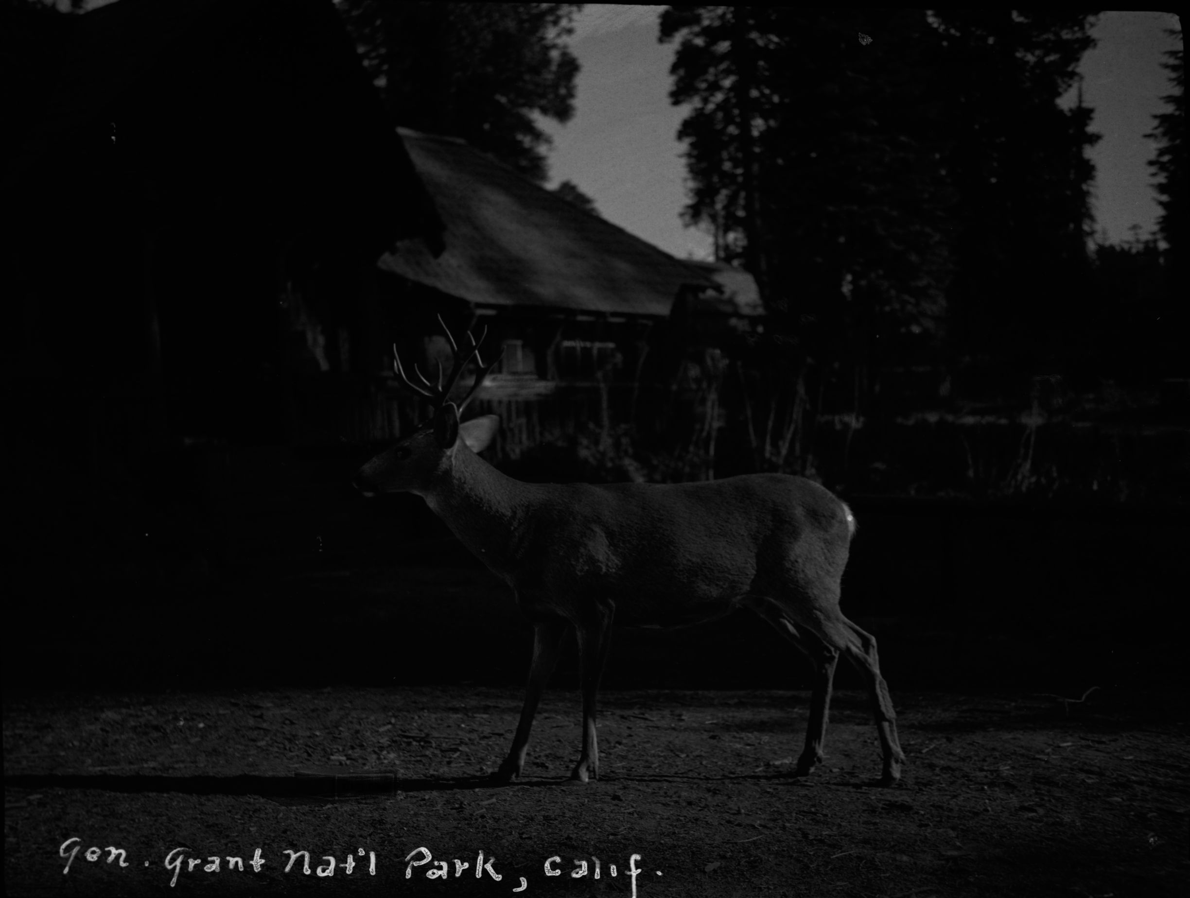SEKI Roberts Collection Series: 2 Negatives; 3 Fauna