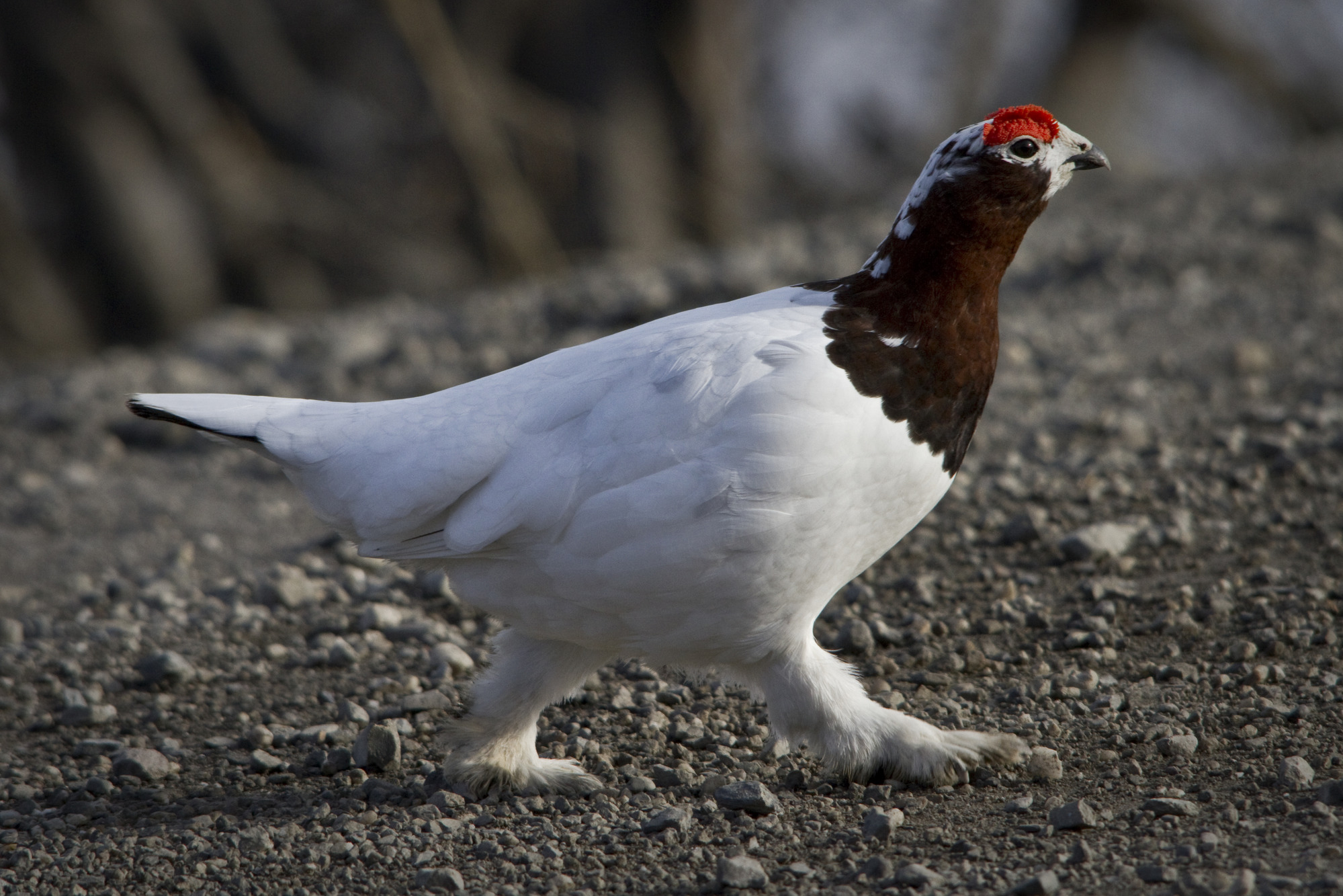 A ptarmigan