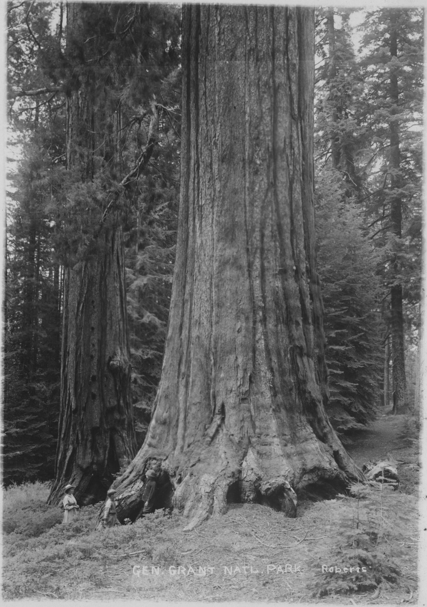 SEKI Roberts Collection Series: 3 Prints; 1 Small; 13 Sequoias
