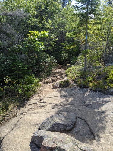 Forested area and a tree marked with a blue blaze
