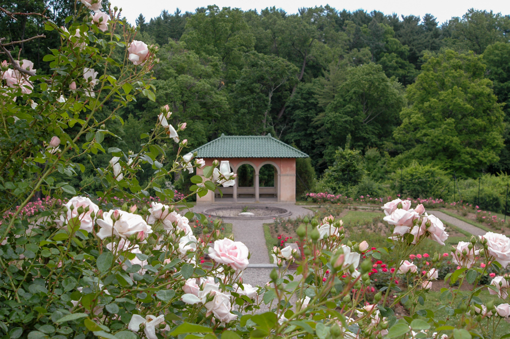 A garden of roses with round fountain and classical loggia.