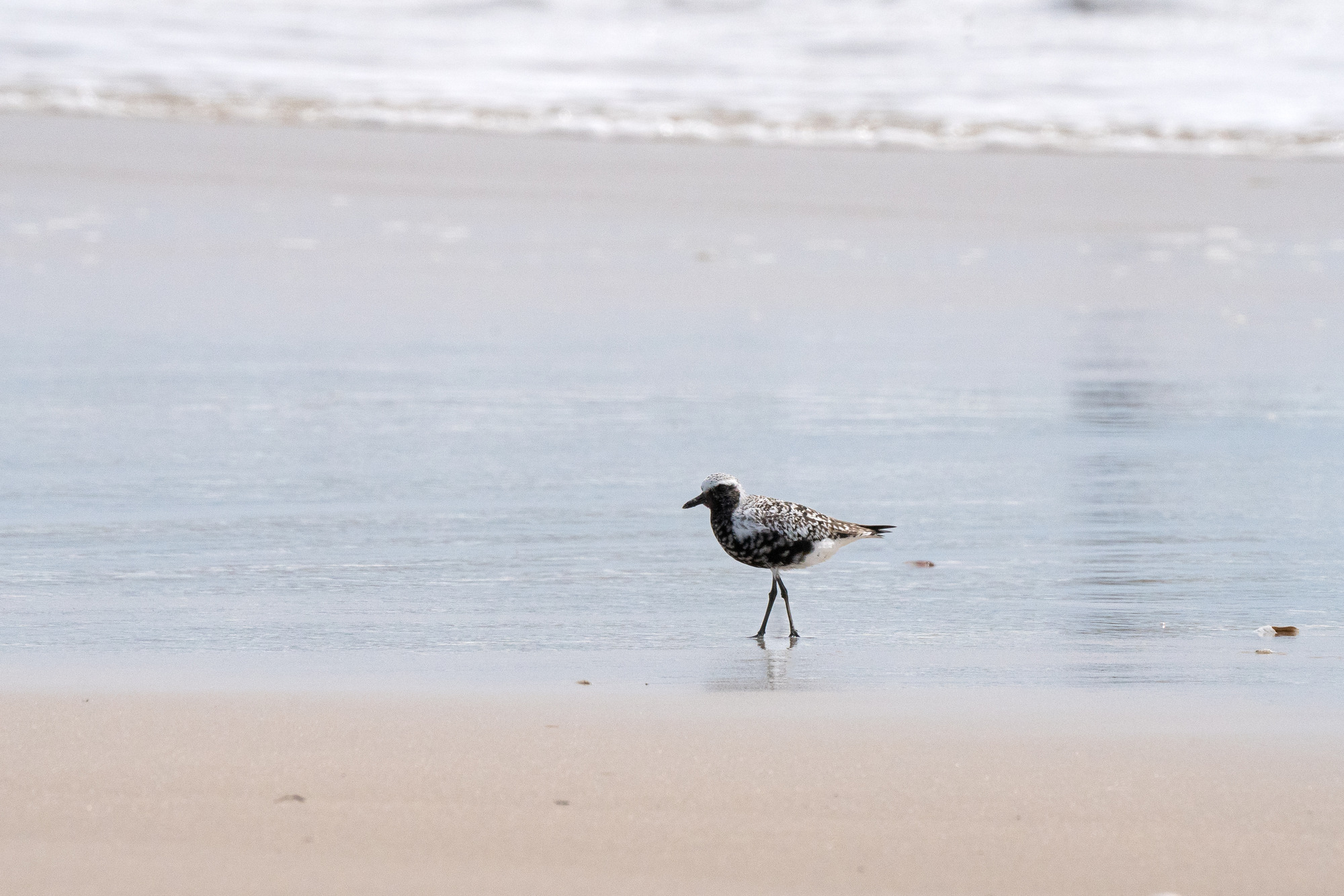 A medium-sized shorebird with black underside and mottled black and white feathers on its back walks in the wash on a sandy beach.