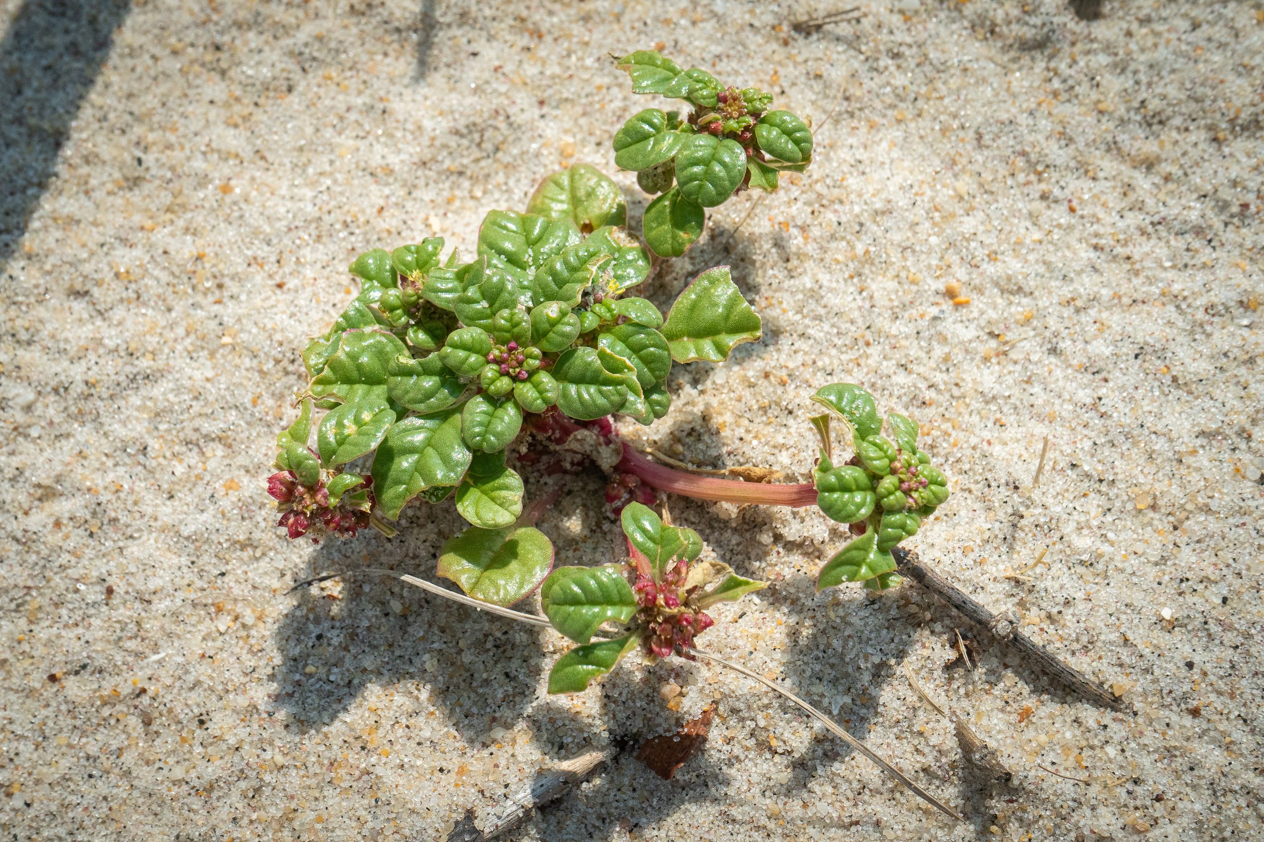 A plant growing in beach sand with waxy, succulent-like green leaves.