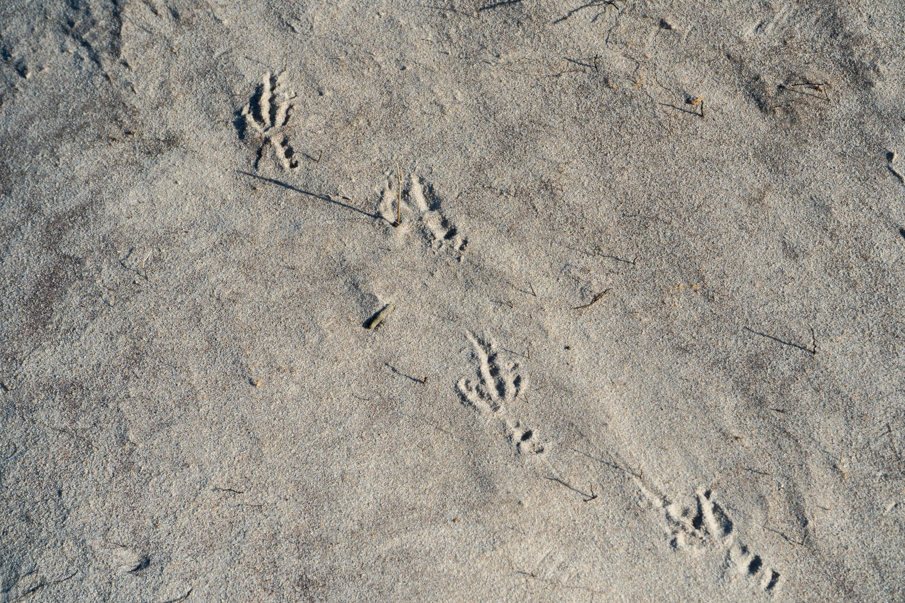 Prints from a bird on grayish sand.