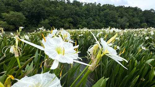 Flowers in a group with large white head, growing in a river, and surrounded by thick forest in the distance.