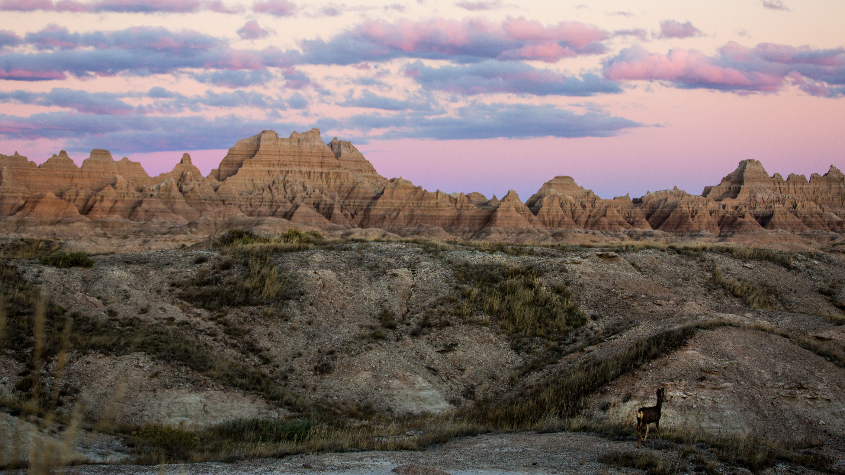 Several tall ridges, hills, and many hoodoos rise above the plains at Badlands National Park. In front of the ridges and hills there is a deer and several patches of prairie grass. 