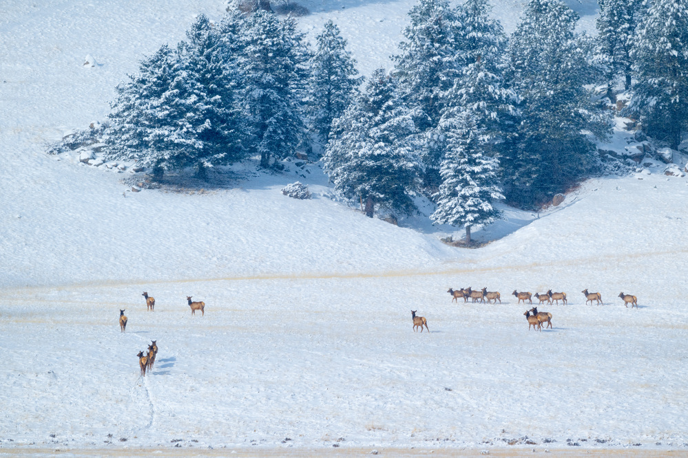 A distant herd of elk walking across a snowy valley toward a forested hill.