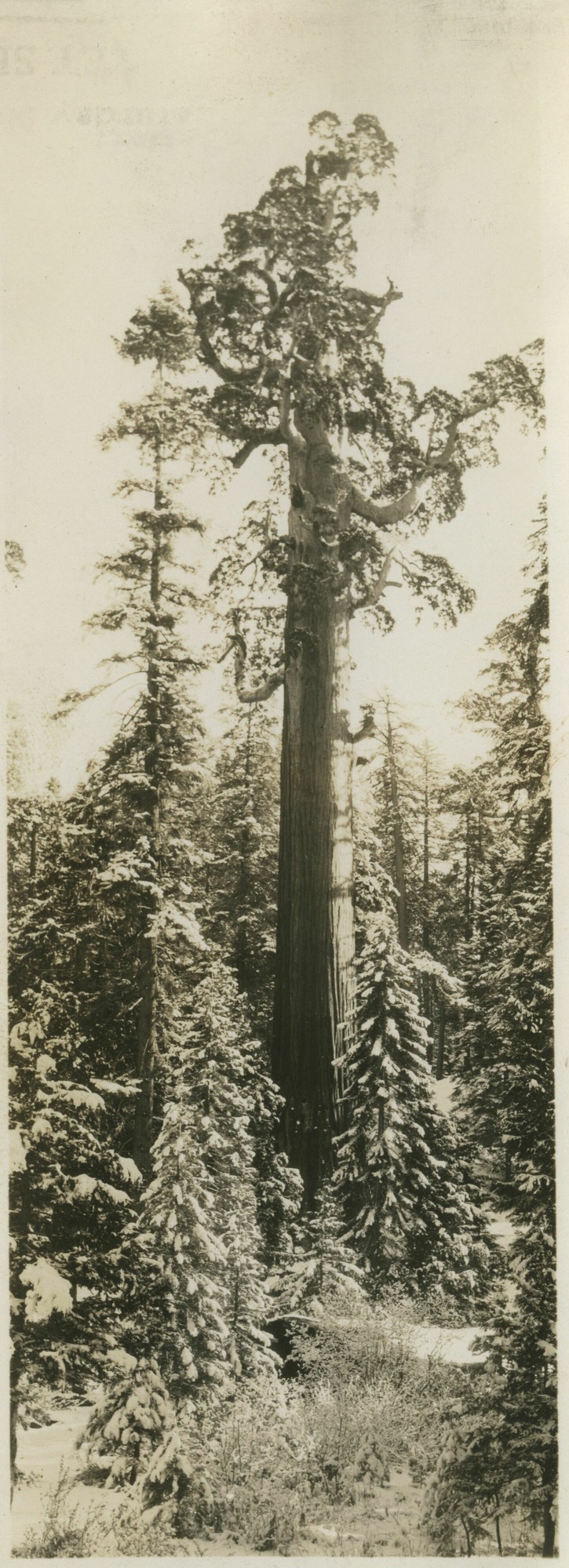 SEKI Roberts Collection Series: 3 Prints; 1 Small; 13 Sequoias