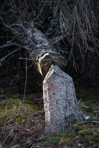 A spruce tree felled by a beaver
