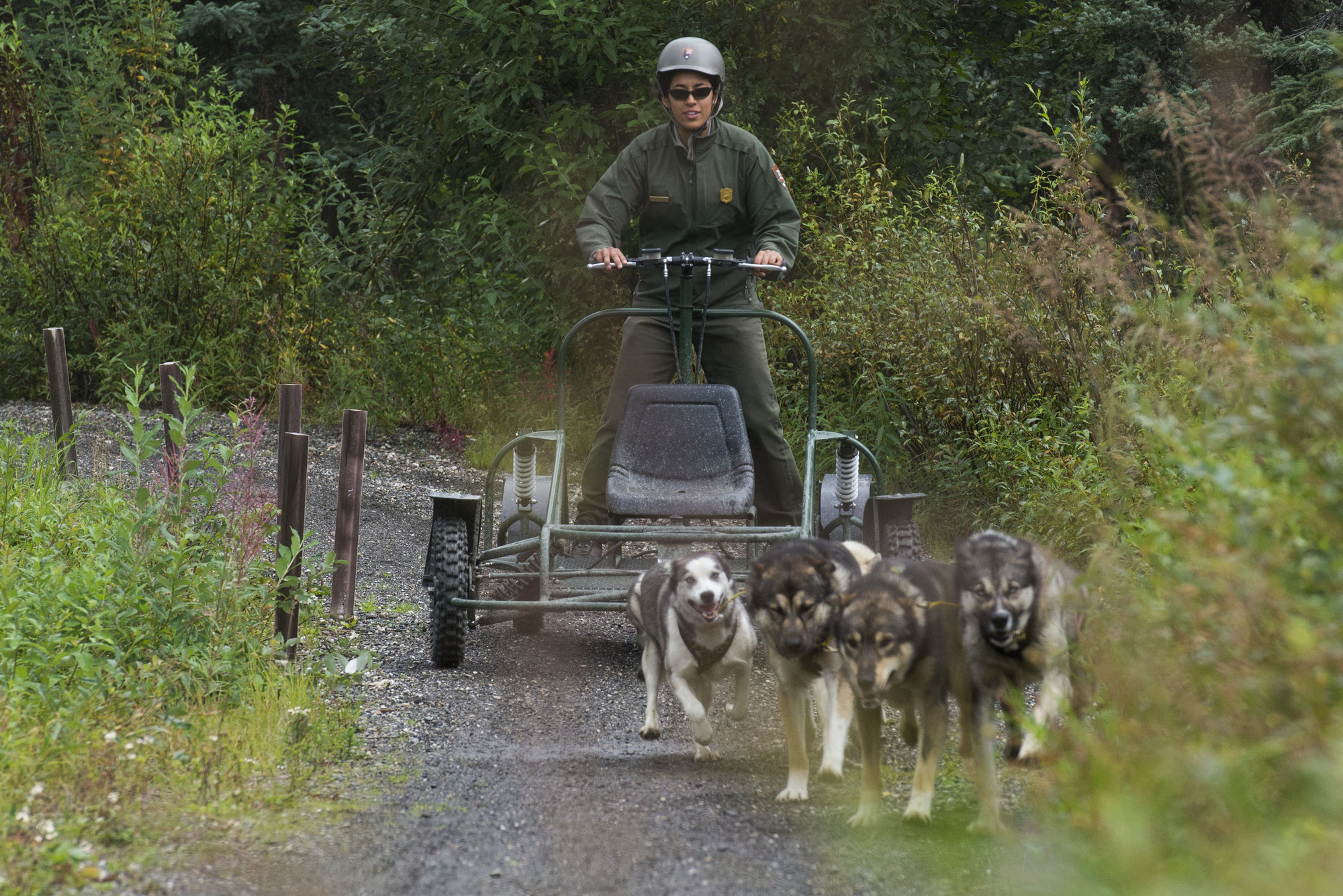 how far can sled dogs travel in a day