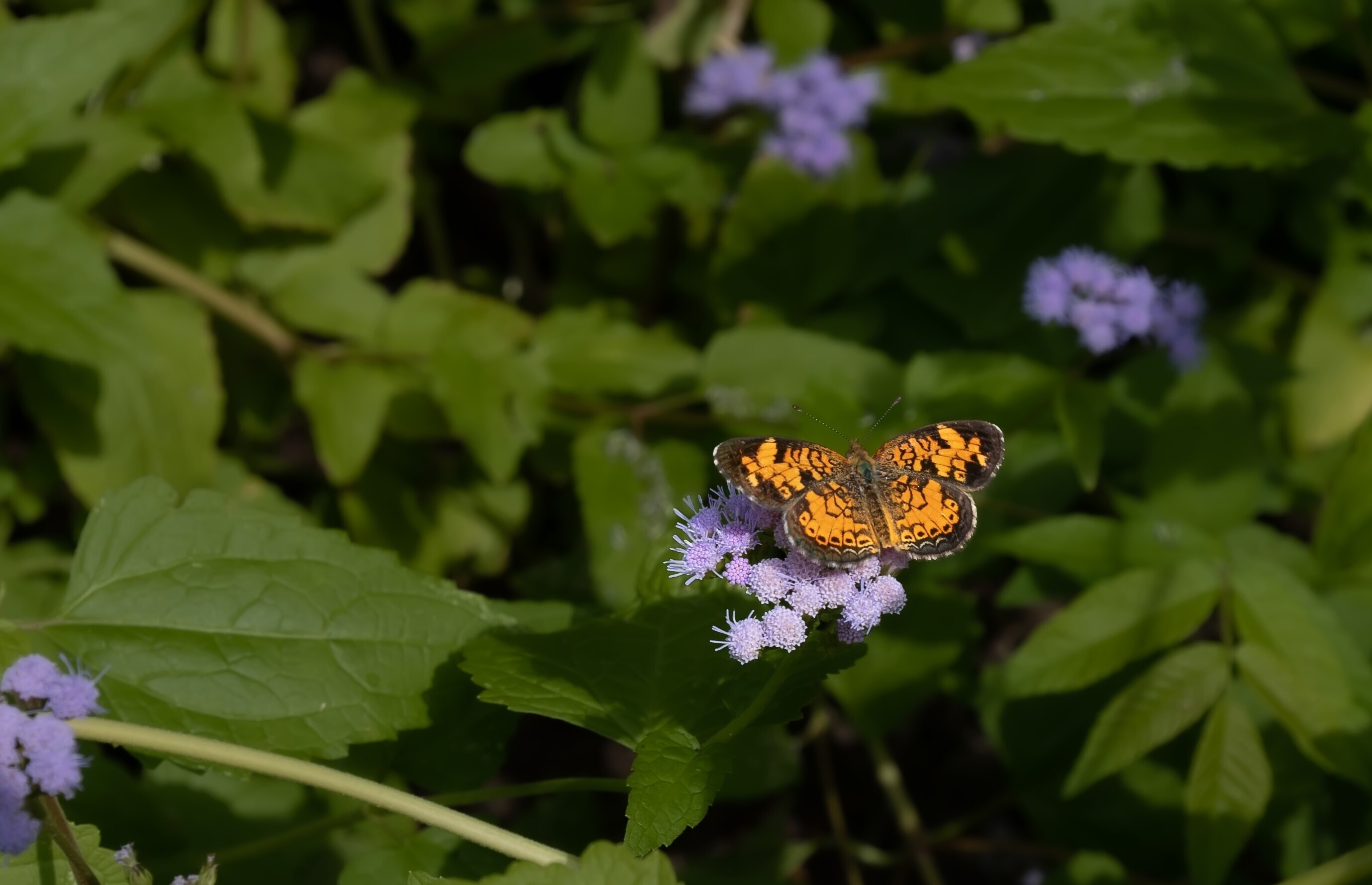 Field Of Butterflies Bouquet in Valley Village, CA