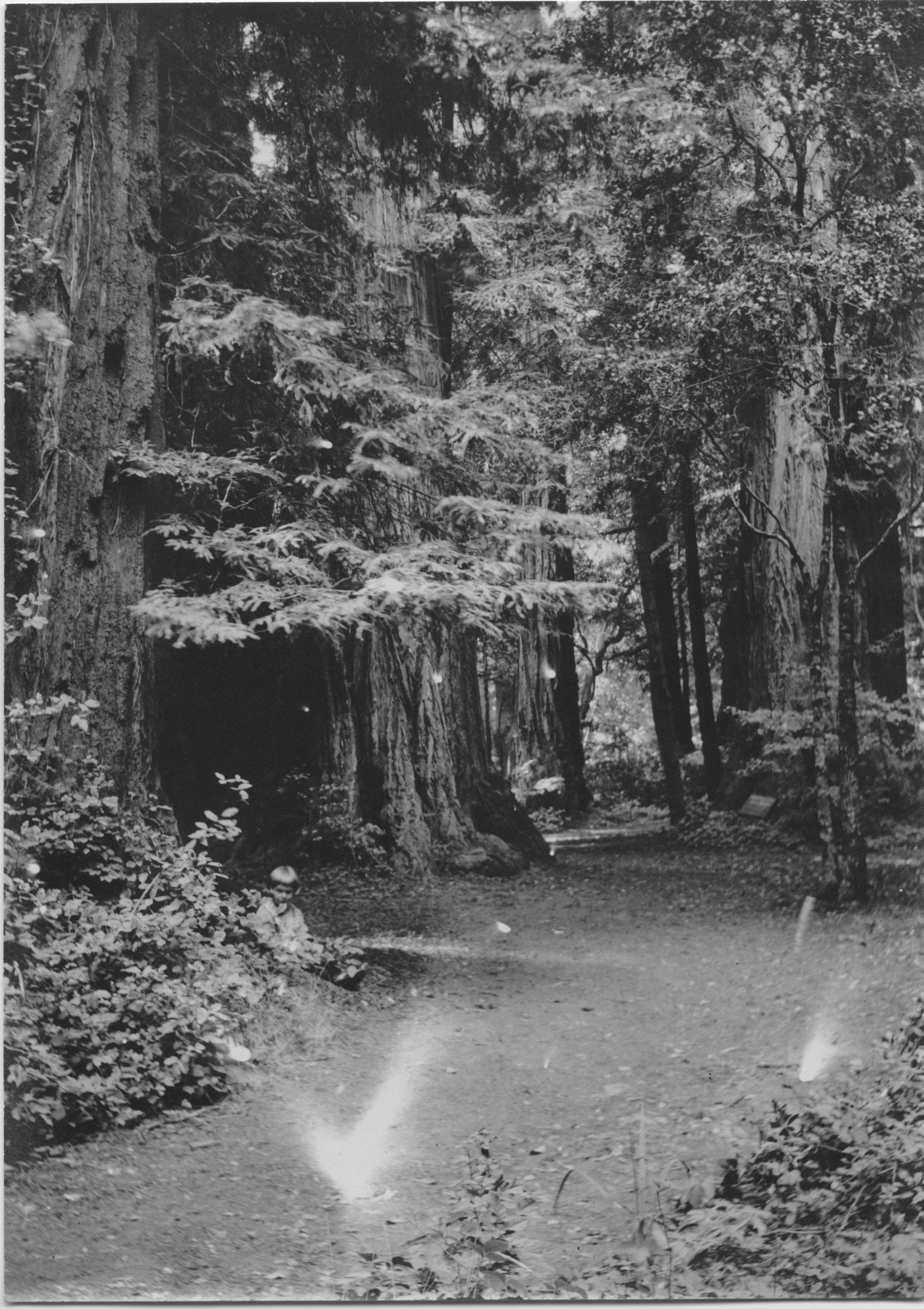 SEKI Roberts Collection Series: 3 Prints; 1 Small; 10 Outside of the Park