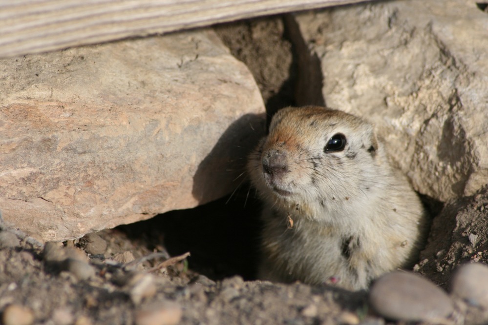 A Richardson's Ground Squirrel pokes its head out from its burrow