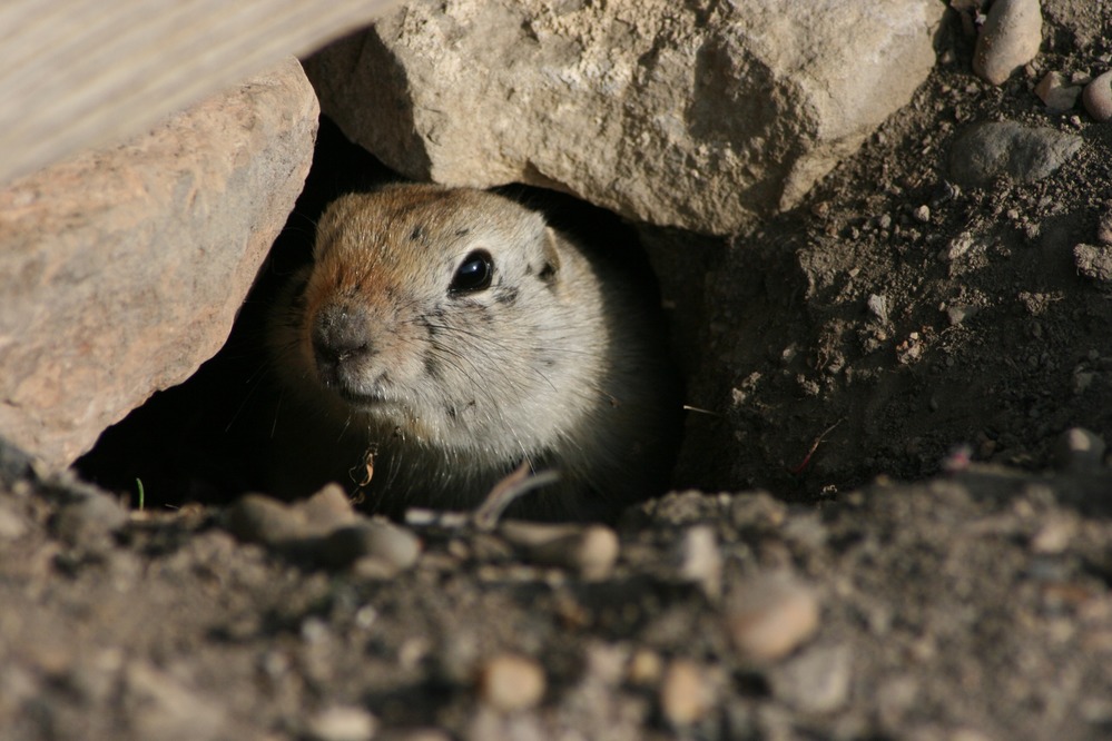 A Richardson's Ground Squirrel emerges from its burrow and into the daylight