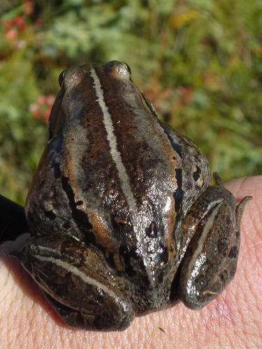 closeup of a small frog 