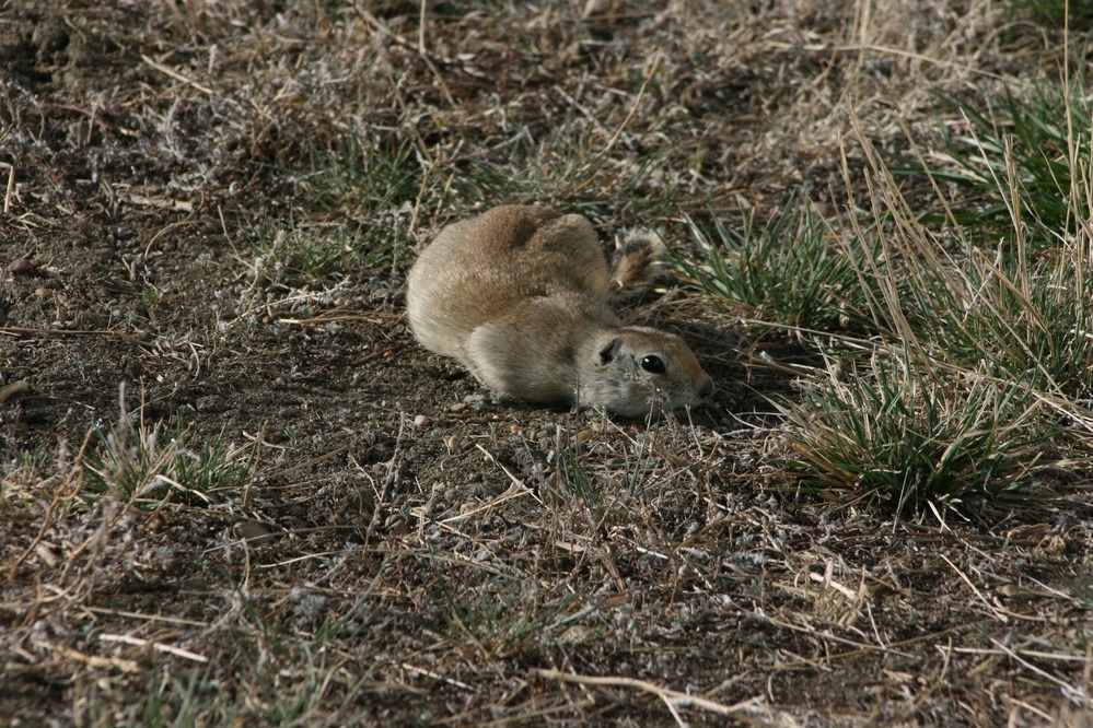 Crouching ground squirrel prepares to dive into its burrow